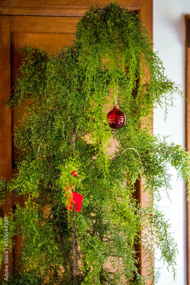 huon pine christmas tree at christmas time in australia huon pine christmas tree at christmas time in australia