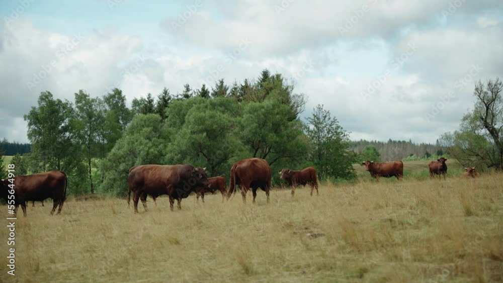 Male Bull Trying To Mate With Female Cow On Farmland Male Bull Trying To Mate With Female Cow On Farmland