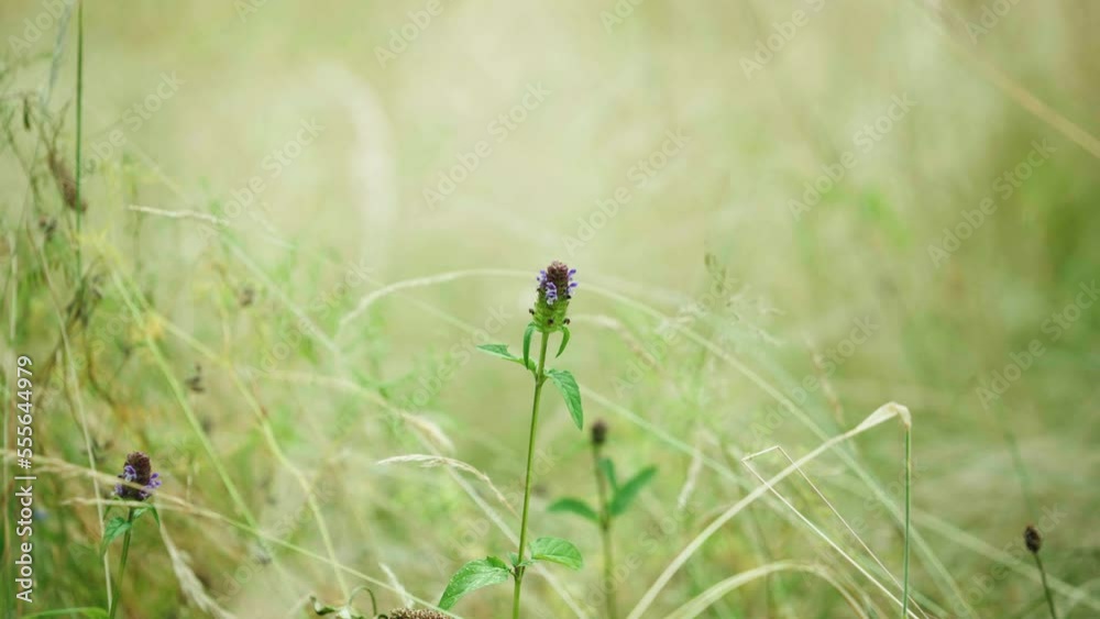 Bee Collecting Pollen Before Flying Away In Garden Meadow. Bokeh Background Bee Collecting Pollen Before Flying Away In Garden Meadow. Bokeh Background