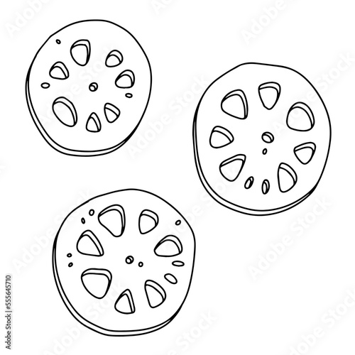 Hand drawn asian food. Vector illustration of lotus roots. Edible plant organic ingredient.