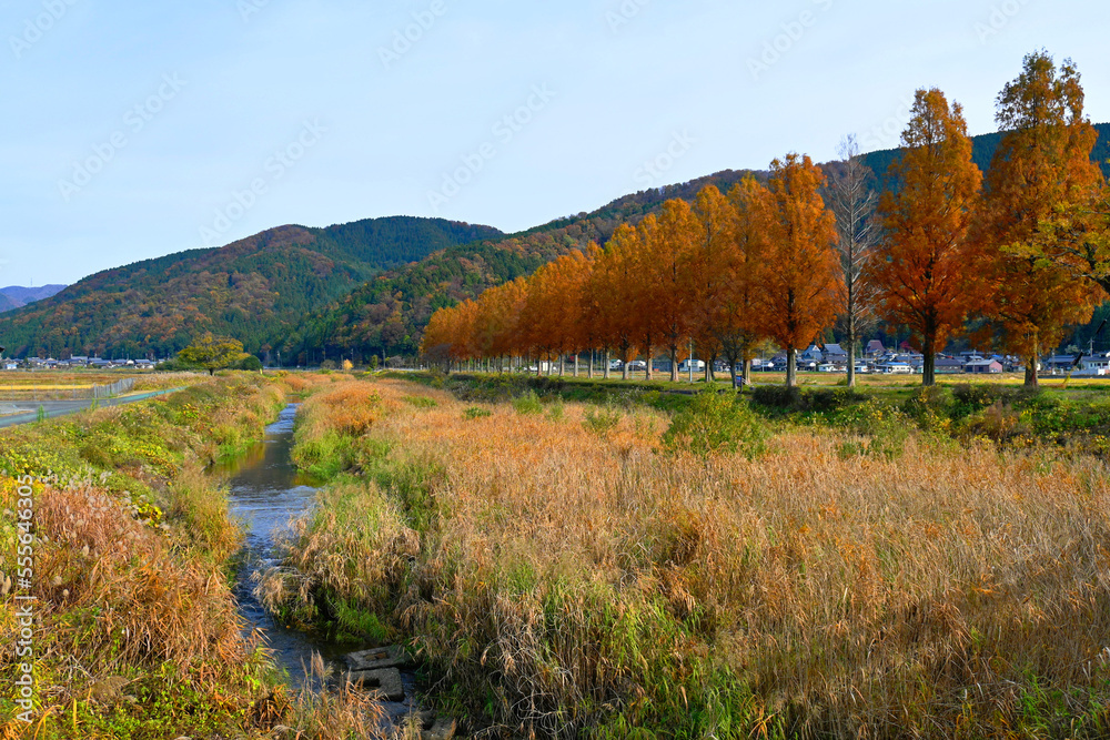 滋賀県マキノの知内川ミニメタセコイア並木