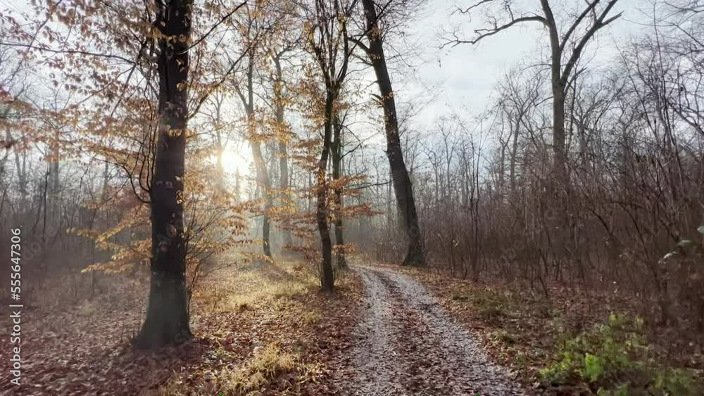 Walking on a Path in the autumn Forest, Steady Cam Shot. POV of Hiker Walking on Trail Through the Forest. P.O.V walking in vast oak tree forest on autumn day. Soft focus NOISE GRAIN NORLAM FOR VIDEO Walking on a Path in the autumn Forest, Steady Cam Shot. POV of Hiker Walking on Trail Through the Forest. P.O.V walking in vast oak tree forest on autumn day. Soft focus NOISE GRAIN NORLAM FOR VIDEO