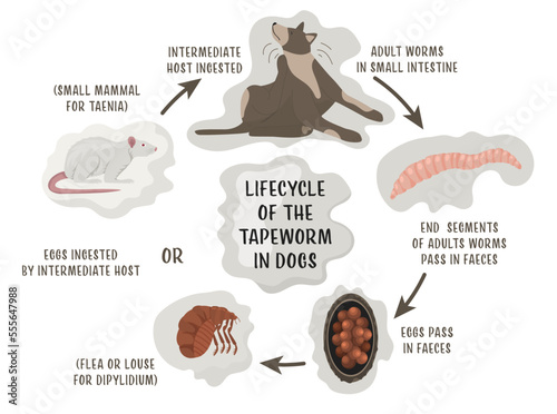 Lifecycle of the tapeworms in dogs. Intestinal parasites.