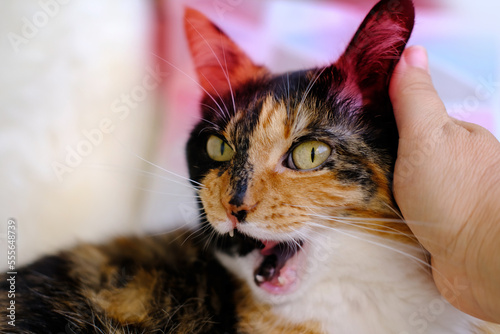 ear mite, closeup female hands gently stroking adult domestic tortoiseshell, chimera cat, concept, relations between four-legged pets and people, love for animals, interaction with person