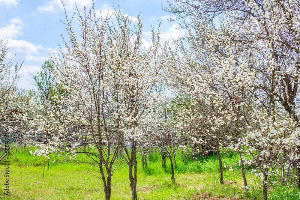 Flowering orchards of fruit trees in spring. Trees with white flowers on a sunny day. Flowering orchards of fruit trees in spring. Trees with white flowers on a sunny day.