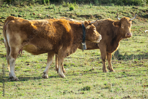 Vacas descansando en las montañas de Luesia España