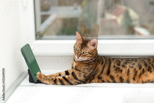 Animal. A beautiful bengal cat lies near the window with a cell phone with a green screen.Concept.