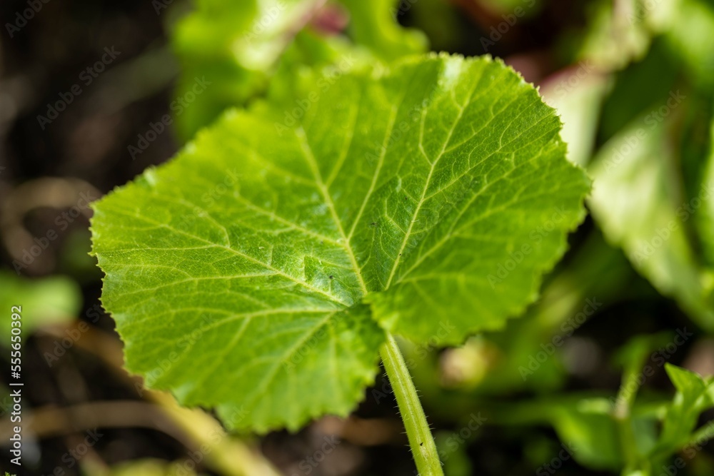 potatoes growing in a vegetable garden in australia potatoes growing in a vegetable garden in australia