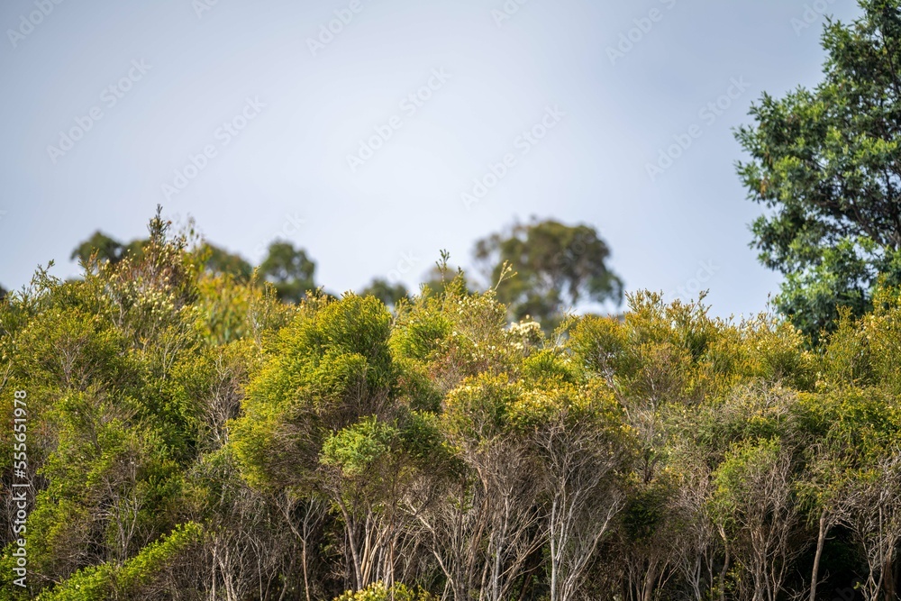 gumtree growing in a the bush in australia gumtree growing in a the bush in australia