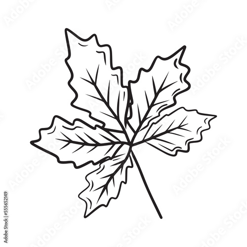 Beautiful chestnut, walnut, grape autumn leaf drawing isolated on white bavkground. Hand drawn vector sketch illustration in vintage simple doodle engraved style. Falling leaves, tree