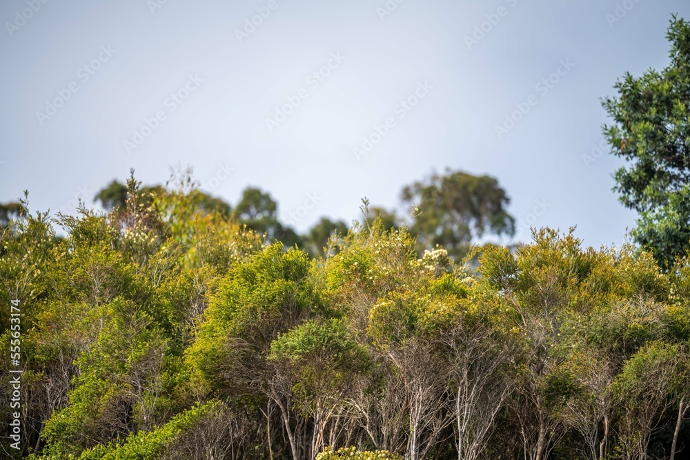 gumtree growing in a the bush in australia gumtree growing in a the bush in australia