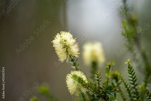 native plants growing in the bush in tasmania australia