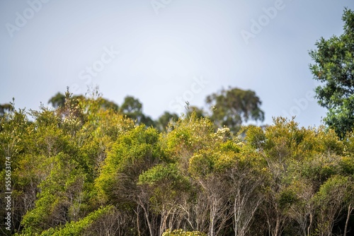 gumtree growing in a the bush in australia
