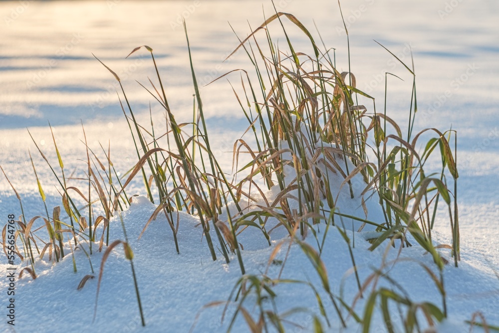 Dry grass in a snowy landscape