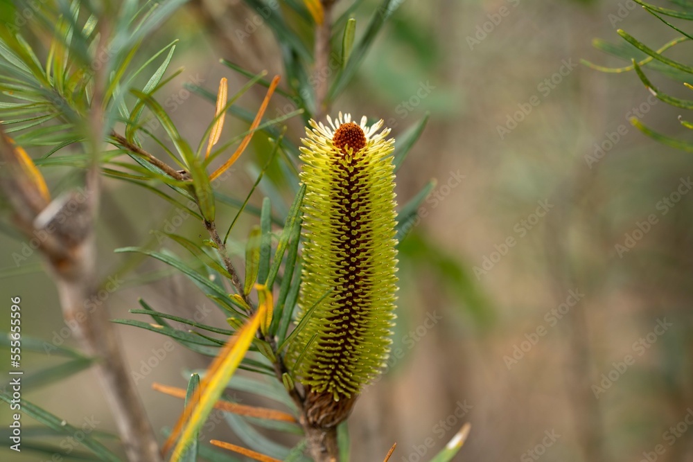 Naklejka premium native plants growing in the bush in tasmania australia