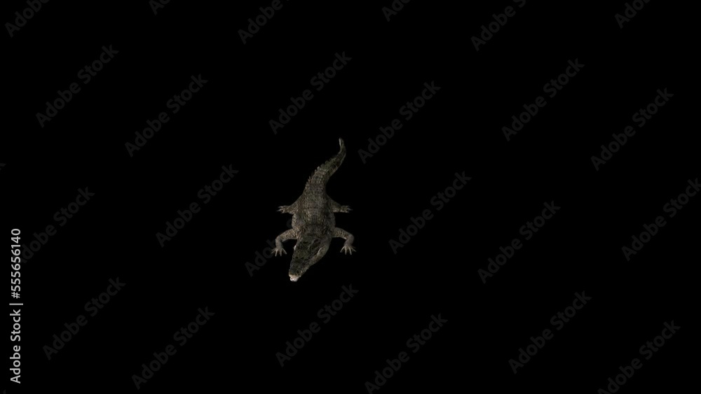 Crocodile Alligator Attack Transparent Alpha Loop video Crocodile Alligator Attack Transparent Alpha Loop video