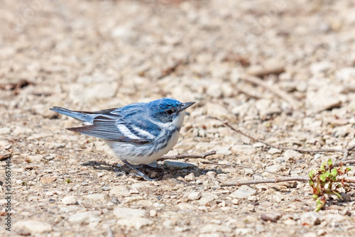 Photography Cerulean Warbler pecks on the ground