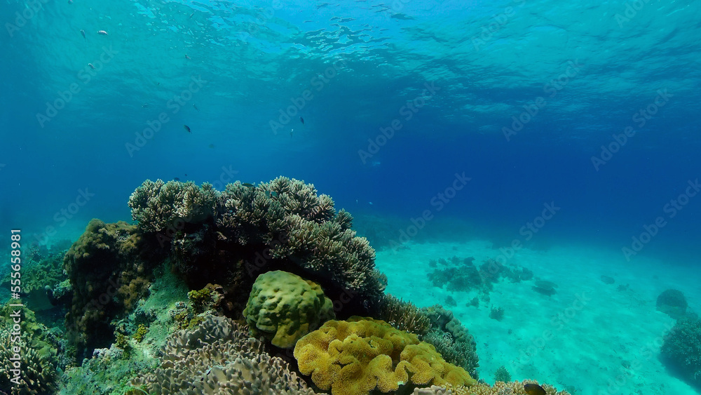 Fototapeta premium Beautiful underwater landscape with tropical fish and corals. Hard and soft corals, underwater landscape. Travel vacation concept. Philippines.