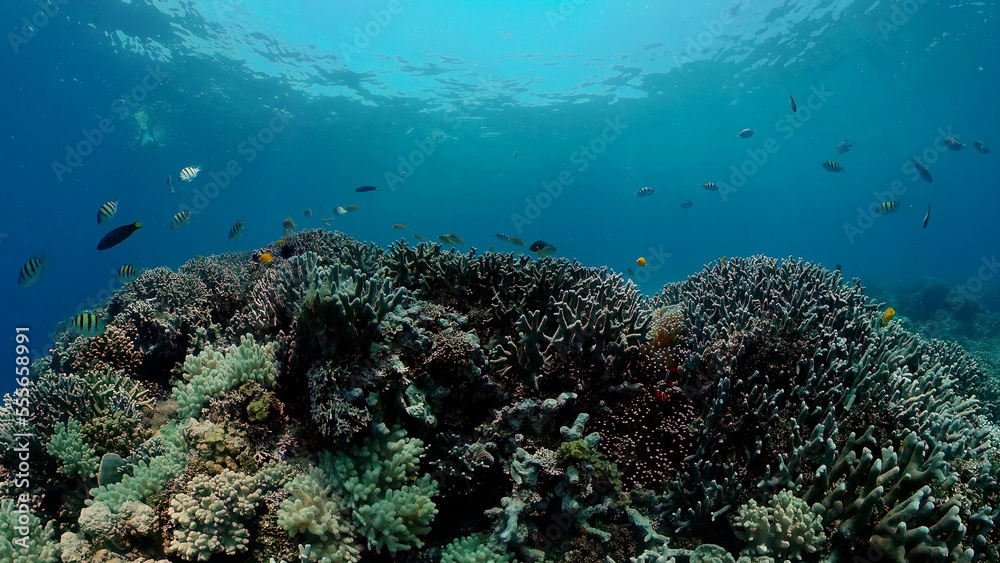 Fototapeta premium Tropical fishes and coral reef at diving. Underwater world with corals and tropical fishes.