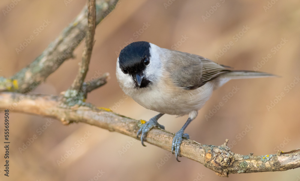 Obraz premium Marsh Tit, Poecile palustris. A bird sits on a tree branch