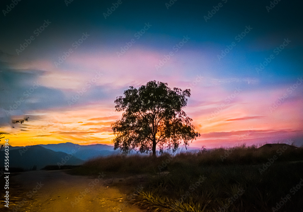 Lonely tree in a mountain valley at sunset 