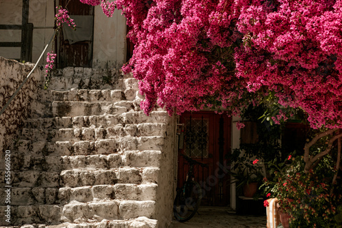 Bougainvillea outdoor huge plant beautiful pink macenta red blossom on old property house background photo