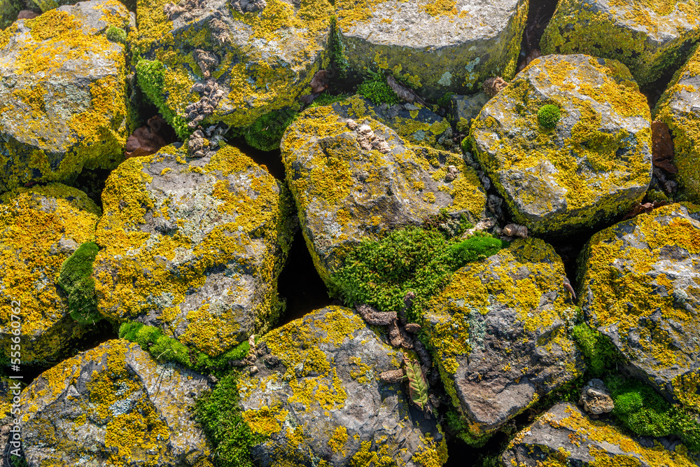 Closeup of basalt stones in the slope of a Dutch dyke. The stones are covered with green and yellow types of moss. The photo was taken on a sunny day in the fall season.