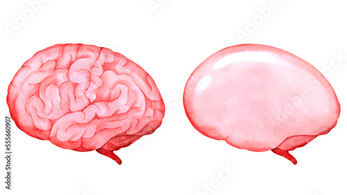 しわのある脳とつるつるの脳の水彩風イラスト photo