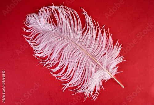 White ostrich feather on a red background.
