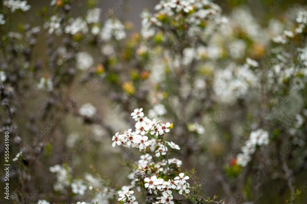 native plants with yellow flowers growing in the bush in tasmania australia native plants with yellow flowers growing in the bush in tasmania australia