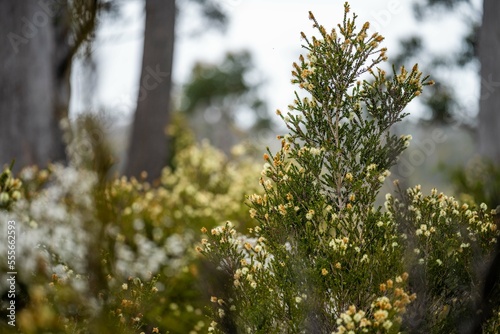 Photography native plants with yellow flowers growing in the bush in tasmania australia