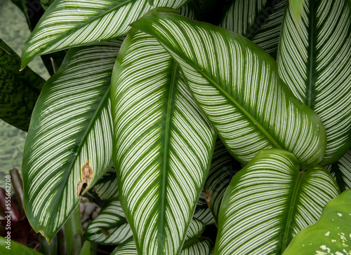patterned leaves green with white
