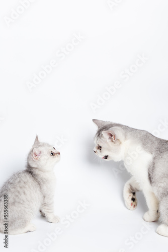 cat and kitten isolated on white background.