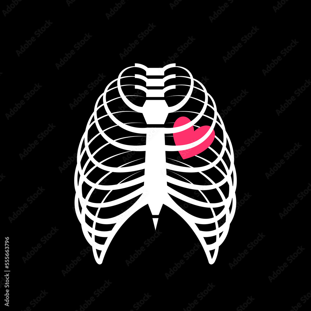 Human rib cage, chest, thorax with heart inside. Simple vector drawing, anatomy, medical or