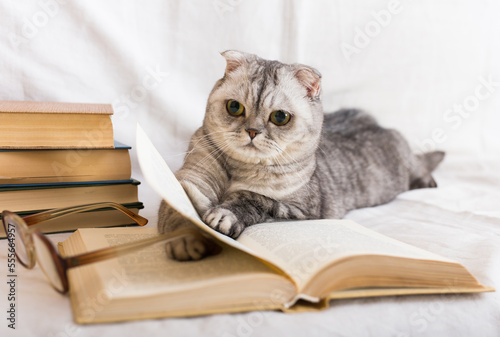 Curious scottish fold cat resting near stack of books