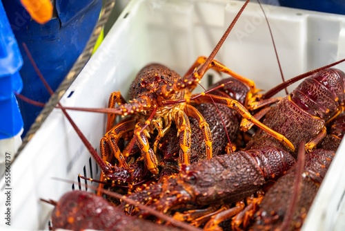unloading a fishing boat and using scales to weight lobster. Catching live Lobster in America. Fishing crayfish in Tasmania Australia. ready for chinese new year