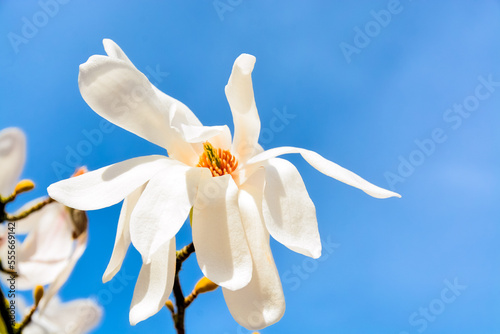 Blossoming white magnolia on blue sky background on sunny day
