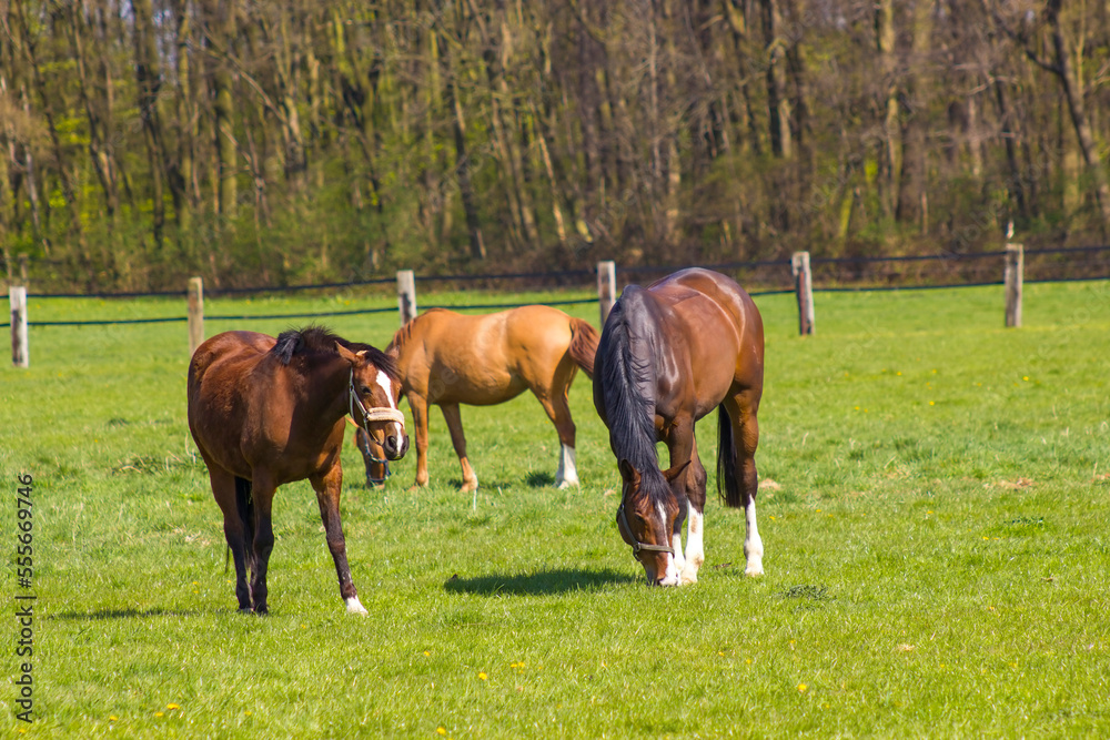 Horses on a spring pasture; Germany Horses on a spring pasture; Germany