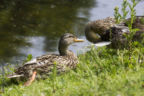 Fotografiet Mallard ducks in a grass