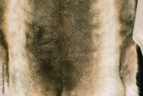 Reindeer fur background texture.Animal skin. photo