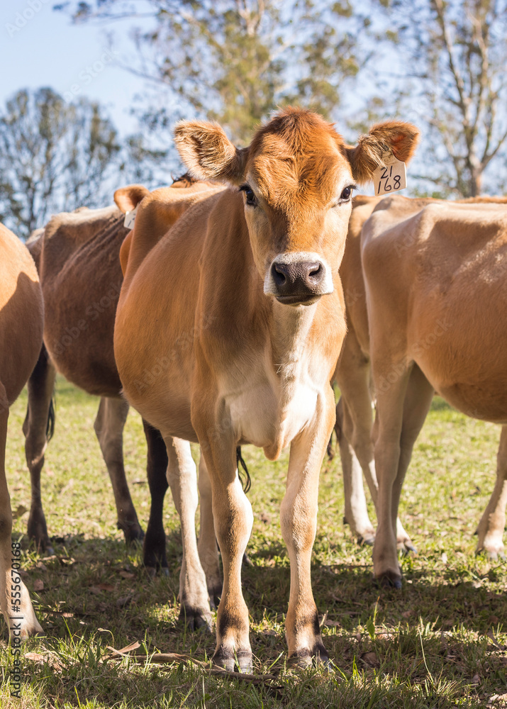 Close-up of a young Jersey cow standing on the pasture of the farm looking at the camera.