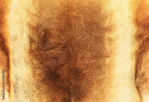 Reindeer fur background texture.Animal skin. photo