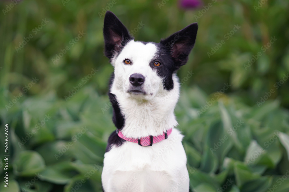 The portrait of a serious black and white short-haired Border Collie dog with a pink collar posing outdoors in a park in summer