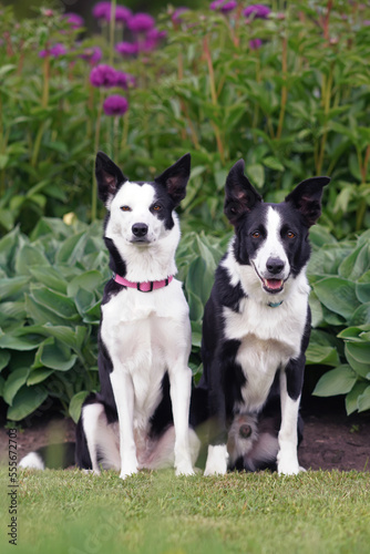Two black and white short-haired Border Collie dogs (male and female) posing together sitting in a park next to a flowerbed with green Hosta plants and purple Allium flowers in summer