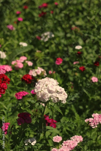 wildflowers growing in the sunny fields