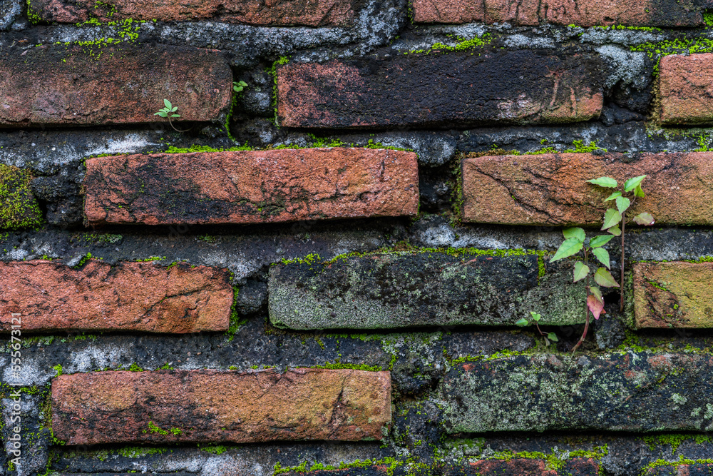 Naklejka premium old brick wall with moss
