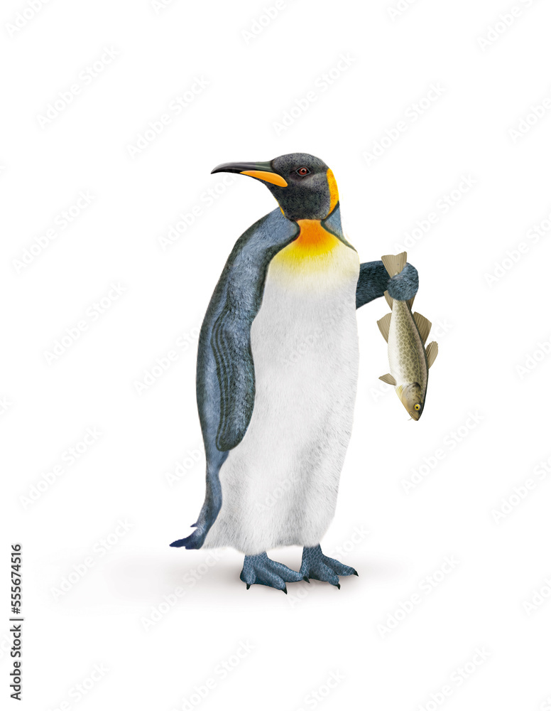 Naklejka premium manchot , poisson, cabillaud dans la main, pêché, oiseau, animal, antarctique, faune, froid, nature, empereur, blanc, neige, roi, hiver, frigide, arctique, joli