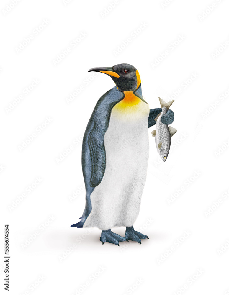 Fototapeta premium manchot , poisson, alose dans la main, pêché, oiseau, animal, antarctique, faune, froid, nature, empereur, blanc, neige, roi, hiver, frigide, arctique, joli