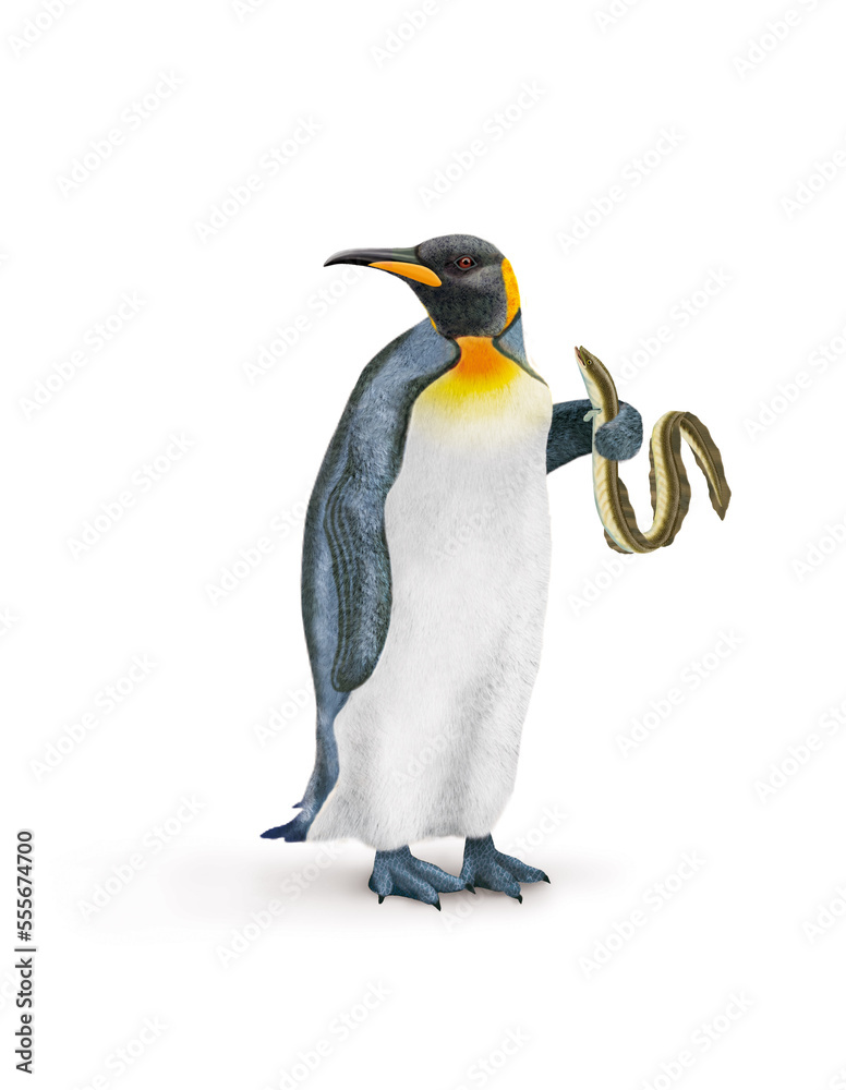 Fototapeta premium manchot royal, poisson, barracuda à la main, pêché, oiseau, animal, antarctique, faune, froid, nature, empereur, blanc, neige, roi, hiver, frigide, arctique, joli