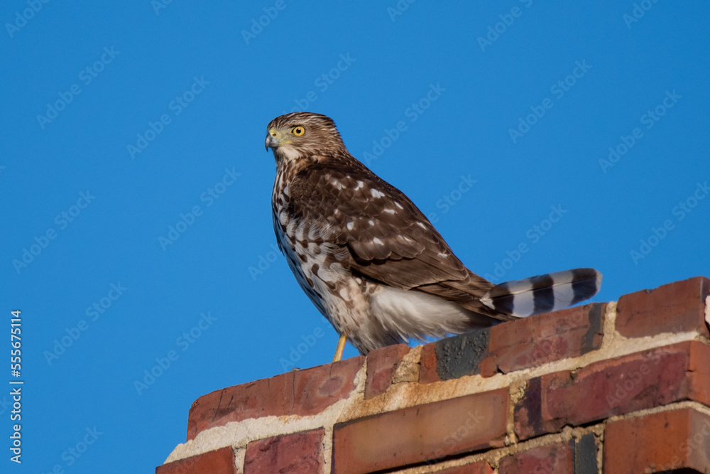 Cooper's hawk on a brick chimney Cooper's hawk on a brick chimney